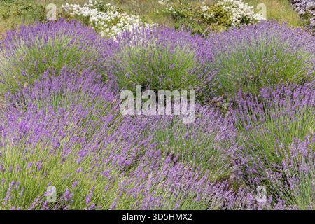 Lavender field close up Stock Photo