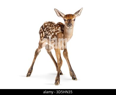 Few hours old red deer fawn, cervus elaphus, standing on white background Stock Photo