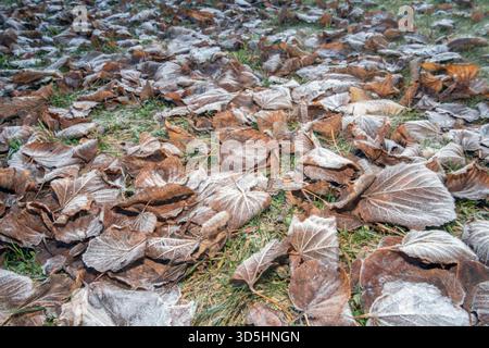 Frosty autumn leaves on the lawn in November Stock Photo