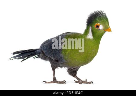 Studio shot of a beautiful white cheeked turaco, menelikornis leucotis, isolated on white Stock Photo