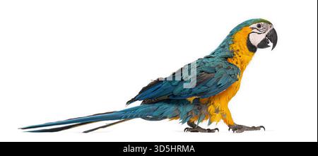 Young blue and yellow macaw - ara ararauna - walking on a white background Stock Photo