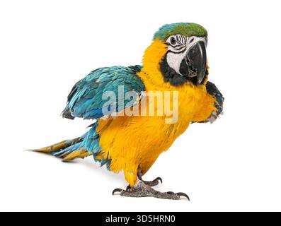 Young macaw standing, showing its bright blue, yellow, and green feathers on a white background Stock Photo