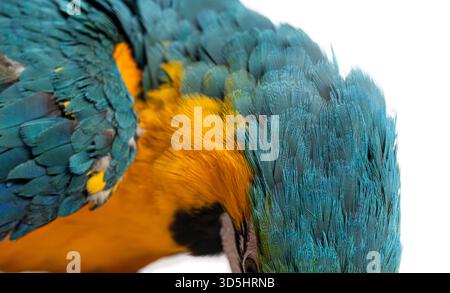 Close up of an eight month old blue and yellow macaw - ara ararauna - displaying its vibrant plumage Stock Photo