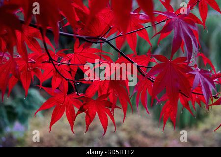 Vibrant red autumn leaves of a Japanese maple, Acer palmatum 'Bloodgood' in backlight, October close-up view Stock Photo