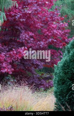 Vibrant dark red autumn foliage of a Japanese maple tree, Acer palmatum 'Bloodgood' in a garden, October Stock Photo