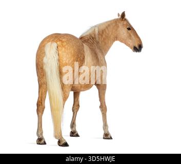 Chestnut haflinger horse with flaxen mane and tail standing and looking back, isolated on white Stock Photo