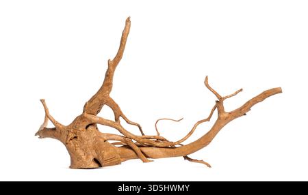 Studio shot of a piece of driftwood highlighting its intricate root system, isolated on a white background Stock Photo