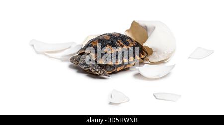 Baby Pancake tortoise, malacochersus tornieri, emerging from its broken eggshell, symbolizing new life Stock Photo