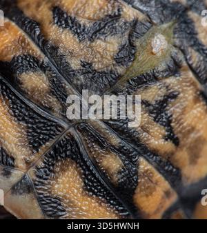 Pancake tortoise, malacochersus tornieri, shell displaying natural pattern and textured surface up close Stock Photo
