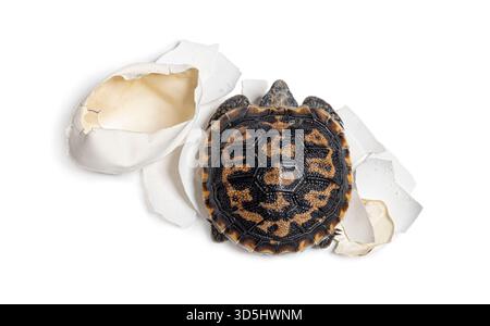 Baby Pancake tortoise, malacochersus tornieri, emerging from its broken eggshell, symbolizing new life and birth Stock Photo