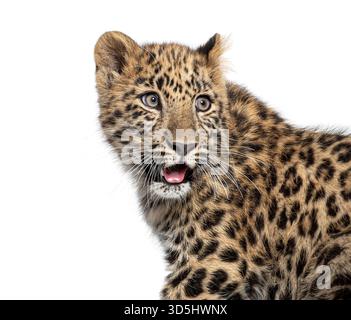 Amur leopard cub, panthera pardus orientalis,  looking at camera, isolated on white background Stock Photo