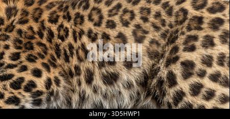 Amur leopard fur creating a natural patterned texture for background or textile design Stock Photo