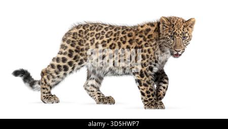 Cute amur leopard cub, panthera pardus orientalis, walking and looking towards camera Stock Photo