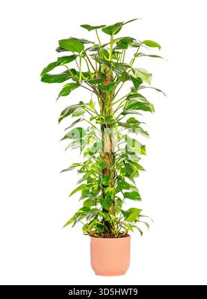 5 tier plant stand indoor LITTLE TREE 5-Tier Corner Plant Stand, Free Standing Wood Metal Flower Rack Pot Shelf Display with Round Board, Garden Patio Balcony Plant Holder