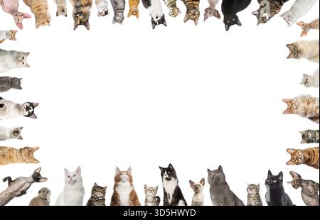 Many cats of different breeds creating a frame on a white background Stock Photo