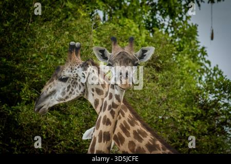 a pair of wild giraffes going through their extensive and extended courtship in Etosha National Park, Namibia. Heads together is a big part of it. Stock Photo