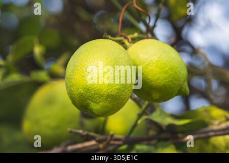 Close-up of two green lemons hanging from a branch under natural light Stock Photo