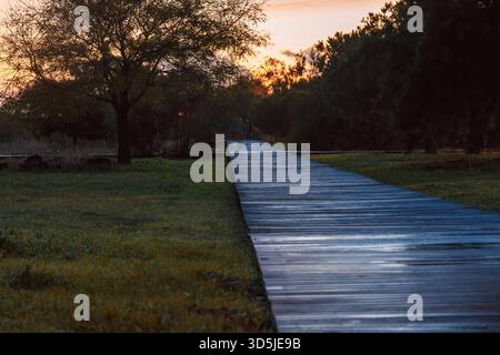 A smooth wooden boardwalk curves into the distance through grassy terrain at sunset Stock Photo