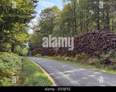 Stacked timber logs lining a country road through a lush green forest Stock Photo