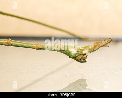 Java Stick Insect Photo Walking Stick (Family Phasmatidae) Tropical rainforest - Peru Stock ...