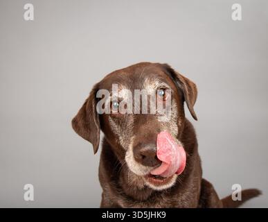 Close-up portrait of an old chocolate labrador retriever sitting in front of a grey background licking its lips Stock Photo