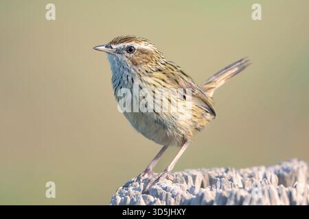 Close-up side view of a wild striated fieldwren (Calamanthus fuliginosus) perched on a weathered wooden post, Victoria, Australia Stock Photo