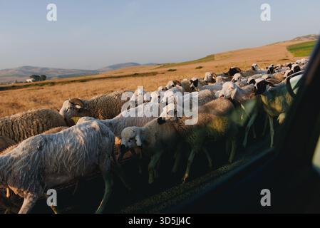 Close-up view through a car window of a flock of sheep walking along a road, Morocco Stock Photo
