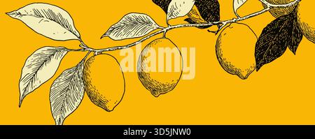 A drawing of a branch with three lemons on it. The lemons are in different positions, with one on the left side, one in the middle Stock Vector
