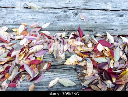 Colorful autumn leaves and debris scattered on weathered gray wood planks, creating a rustic fall texture in Waukesha County, Wisconsin. Stock Photo
