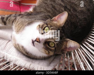 Portrait of a curious grey tabby and white cat looking at camera. A cute grey tabby and white cat lying down and looking curiously at the camera. Stock Photo