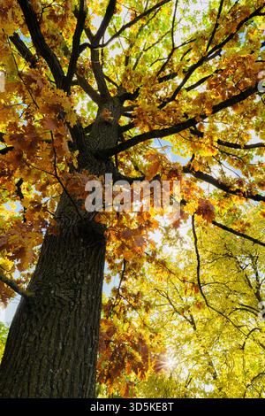 Low-angle view of a large oak tree trunk and branches covered in vibrant yellow and gold autumn foliage, set against a bright blue sky during golden h Stock Photo
