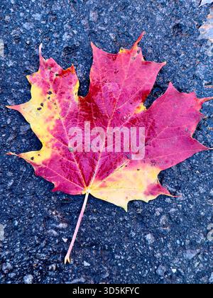 Maple leaf Stock Photo