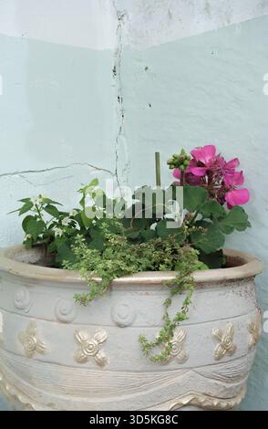A vibrant pink Geranium plant blooms in a decorative pot by a weathered wall and bamboo trellis Symbolizes summer decor, home comfort and rustic style Stock Photo