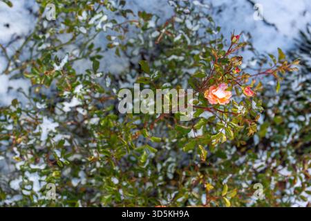 Close-up of an orange rose and buds with green leaves covered in snow during an unexpected early winter frost in the garden Stock Photo
