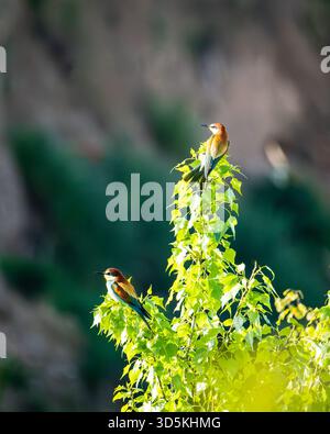 Two European bee-eaters perched on bright green foliage in warm sunlight. Stock Photo