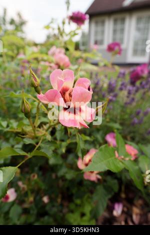 Vertical macro close-up of a delicate, closed pale yellow rose bud, with a grey garden house, white window frames and lavender in soft bokeh backgroun Stock Photo