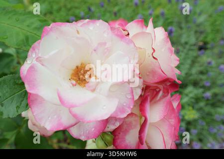 Close-up top view of a beautiful bicolor white and pink rose flower covered in fresh rain water droplets in a green garden setting. Stock Photo