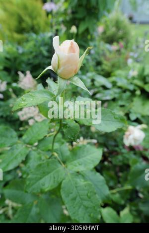 Vertical macro shot of a luxurious, deep burgundy rose with velvety petals in full bloom against a dark, blurred green background Stock Photo