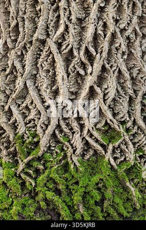 Close-up of old tree bark partially covered with green moss in autumn park in the Netherlands. The rough bark texture contrasts with soft moss Stock Photo