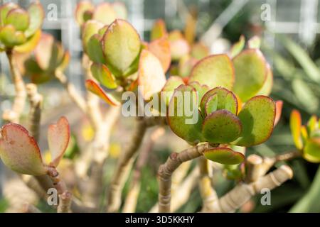 A detailed shot of a succulent plant showcasing its vibrant green and red leaves, typical of a flowering plant in the rose family Stock Photo