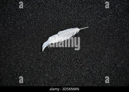 White feather on Black Sand Beach Stock Photo