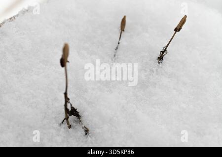Detailed macro shot of fresh snow and ice crystals creating a rough, textured surface Excellent abstract background symbolizing cold purity and winter Stock Photo