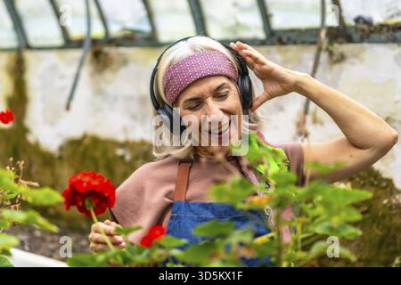 Senior woman with gray hair wearing headphones, smiling and dancing while tending vibrant red flowers in a sunlit greenhouse, enjoying music and garde Stock Photo