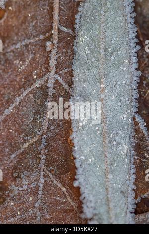 Ice crystals on old leafs. Stock Photo