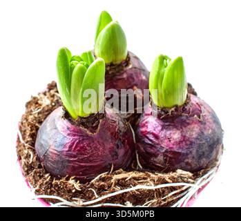 Hyacinth Bulbs Sprouting - Three hyacinth bulbs with new green shoots, ready for planting, on a white background Stock Photo