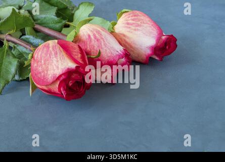 Three beautiful yellow-red roses lie on a dark blue background. Celebration, congratulation, love concept. Horizontal orientation, selective focus, co Stock Photo