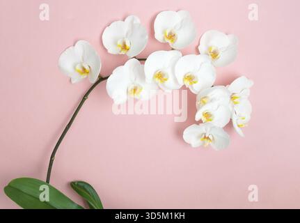 Beautiful white orchid phalenopsis with large white flowers on a pink background. Beautiful in nature. Horizontal orientation, selective focus. Copy s Stock Photo