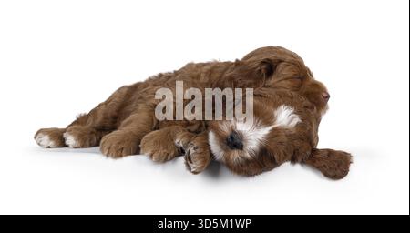 2 Cute Labradoodle aka Cobberdog pups, laying on top of each other while sleeping. Eyes closed. Isolated on a white background, Netherlands Stock Photo