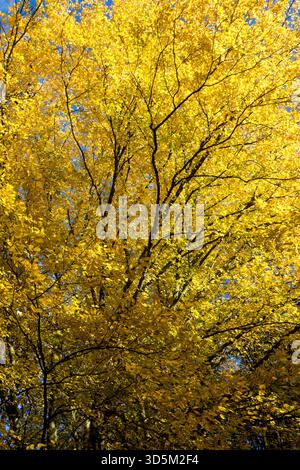 Golden autumn leaves on the tree in forest Stock Photo - Alamy