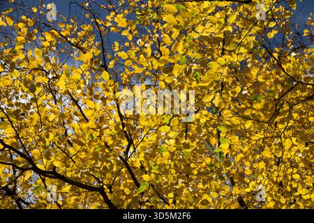 Vibrant yellow backlit leaves on a tree in autumn European hornbeam Stock Photo